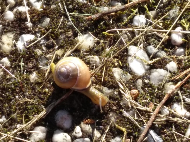 IMG_20170610_082851116