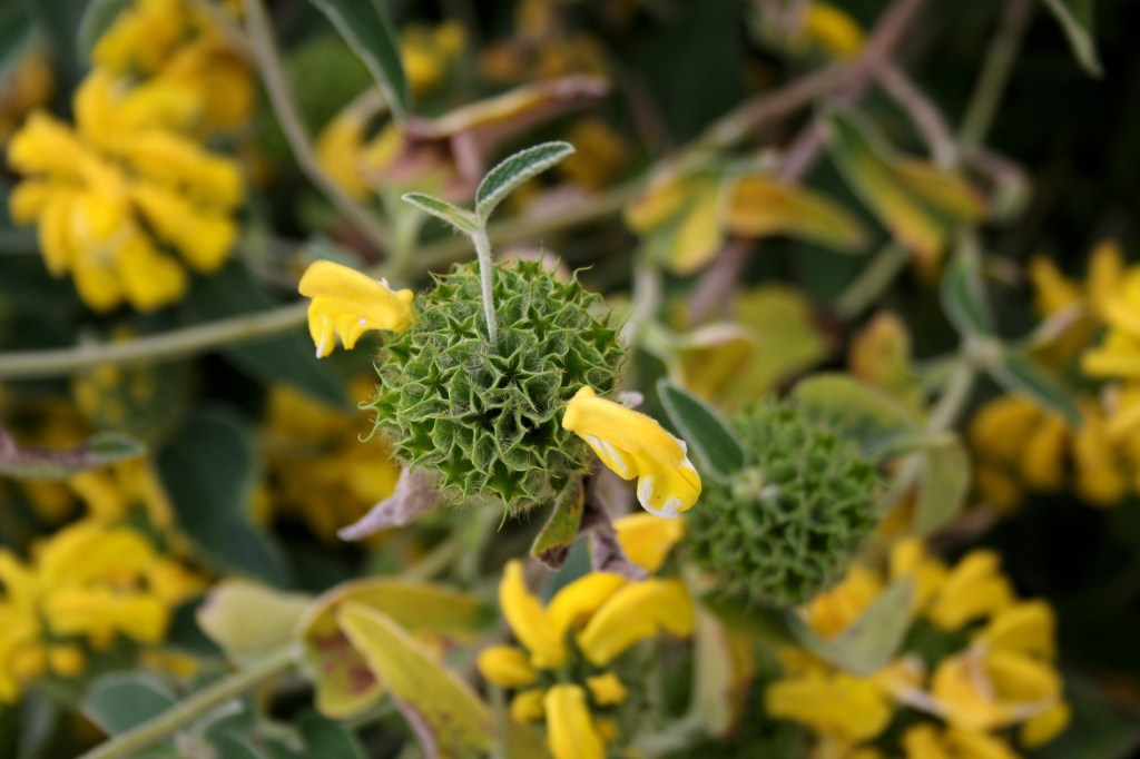 Sternchen in sonnigem Gelb